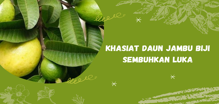 Khasiat Daun Jambu Biji Sembuhkan Luka